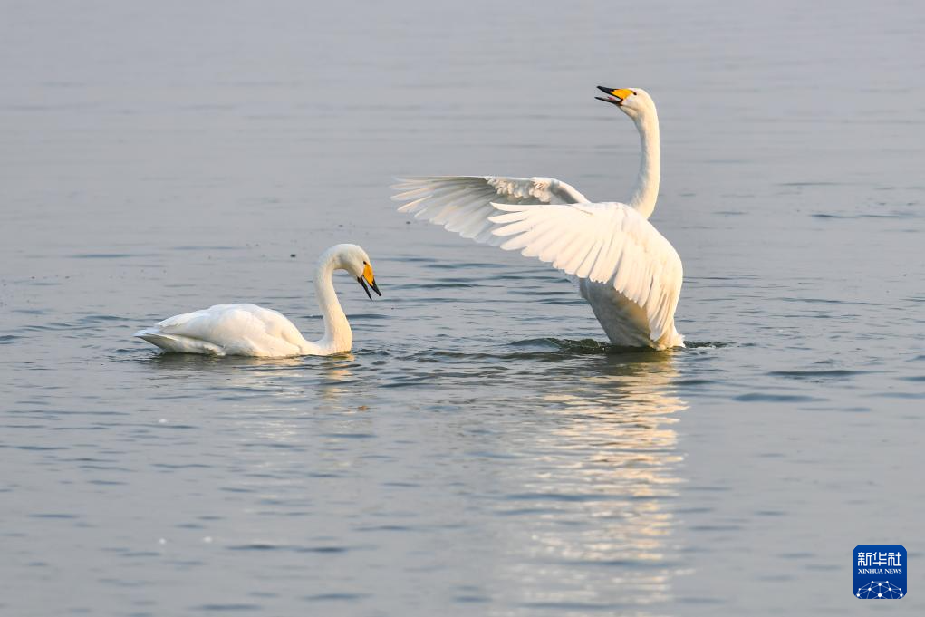 黄河湿地天鹅舞