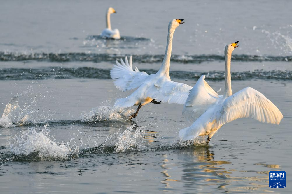 黄河湿地天鹅舞