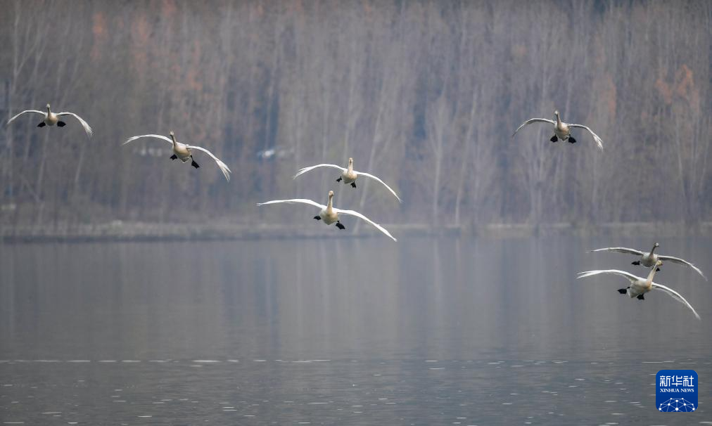 黄河湿地天鹅舞