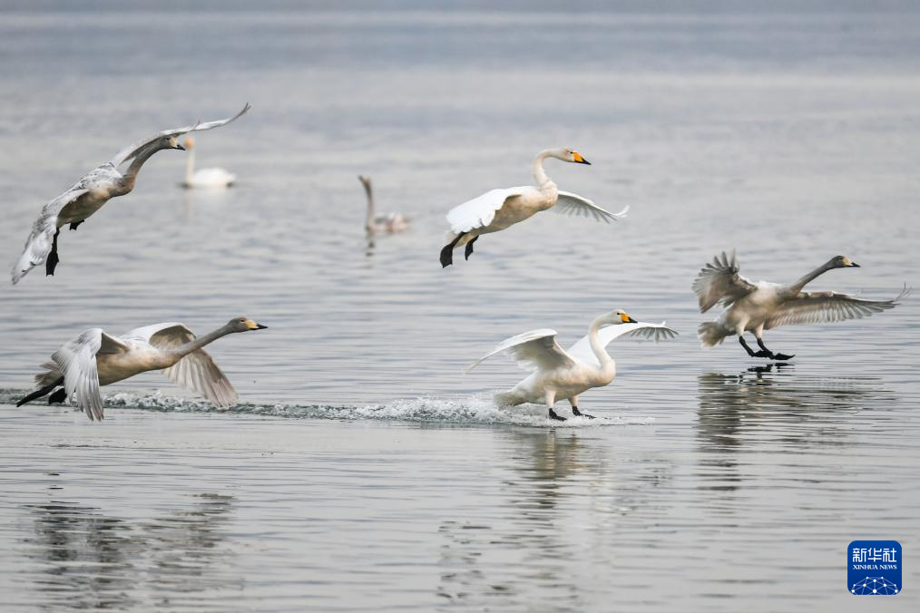 黄河湿地天鹅舞