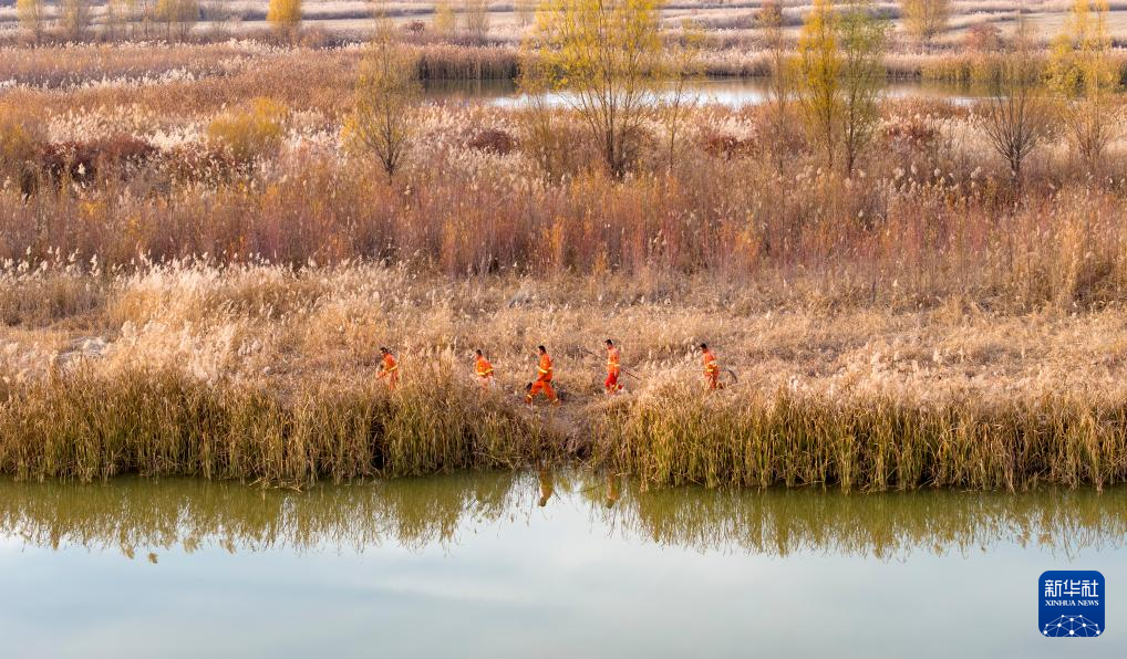 保护黄河湿地 守护候鸟家园