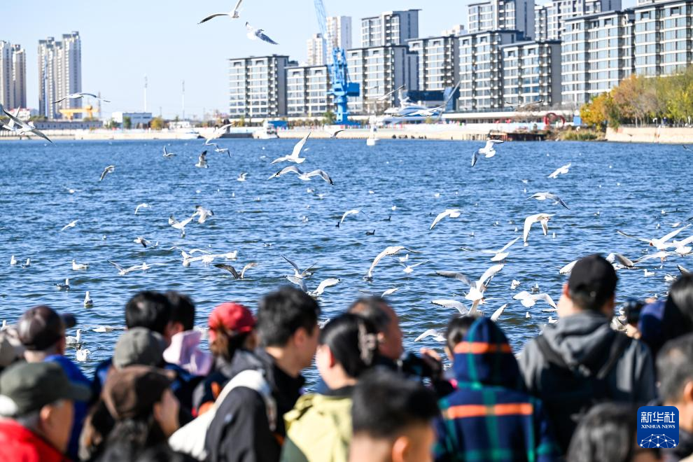 海鸥舞动老码头