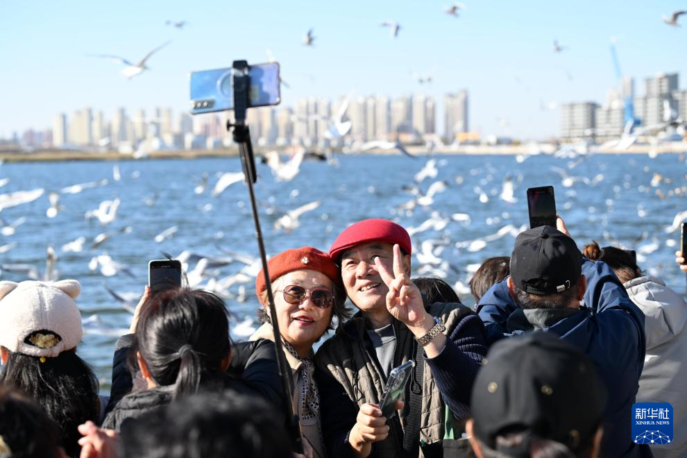 海鸥舞动老码头