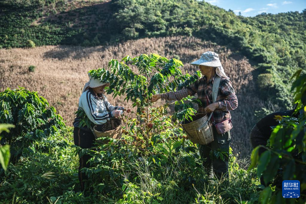 云南保山:咖啡进入收获季