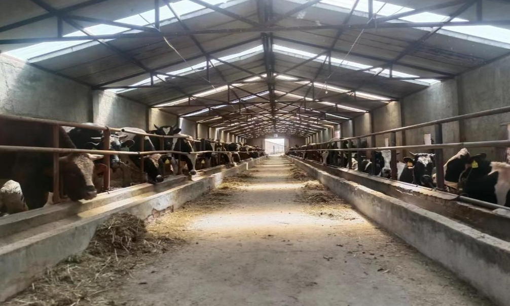 宁夏同心：肉牛养殖户不再盼天寒