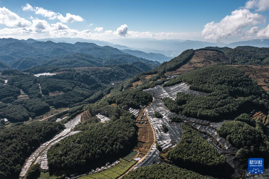 云南保山：“绿色黄金”富民增收