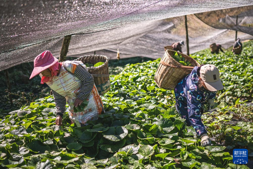 云南保山：“绿色黄金”富民增收