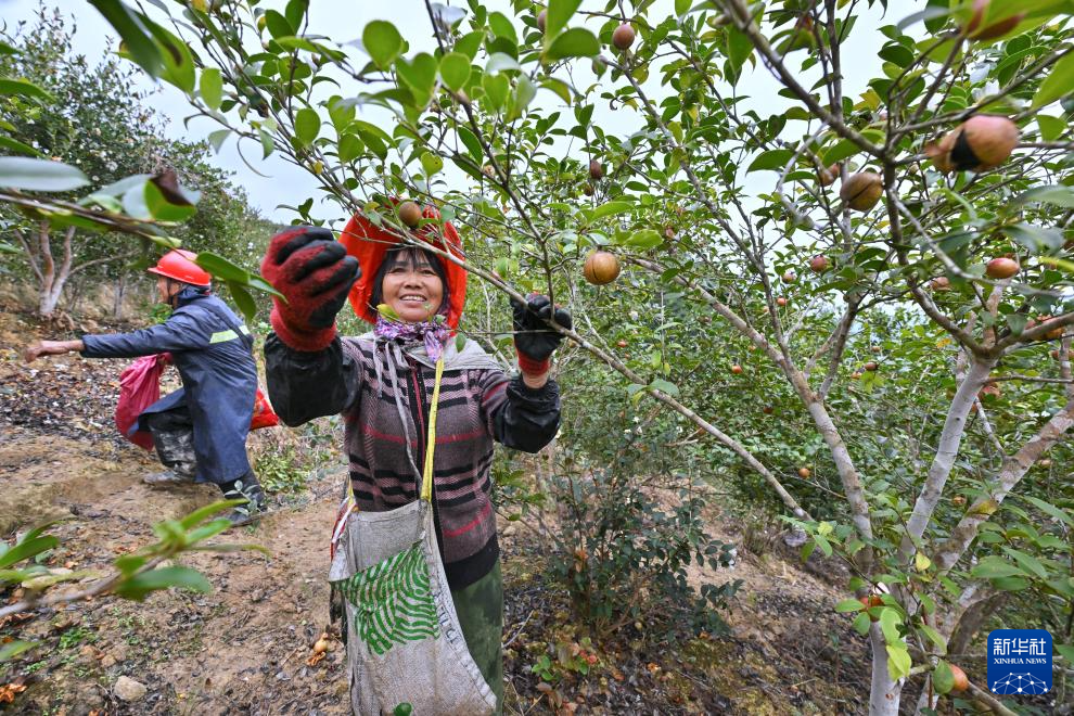 福建永泰：油茶果飘香采收忙