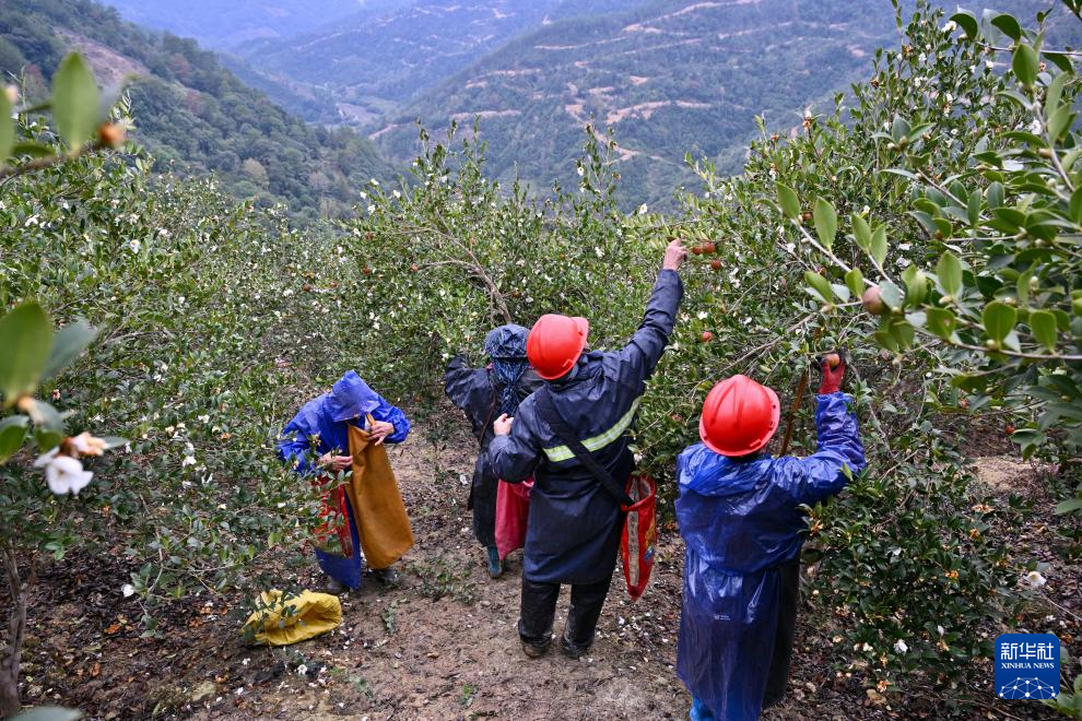 福建永泰：油茶果飘香采收忙