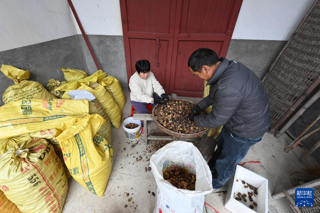 福建永泰：油茶果飘香采收忙