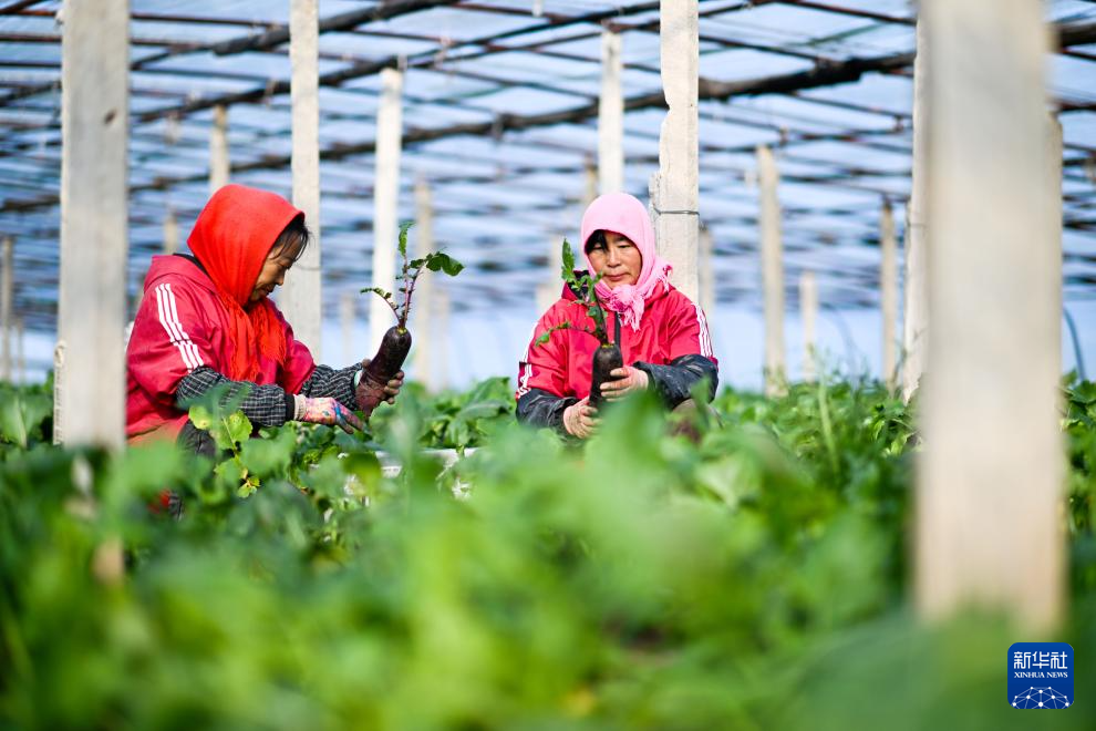 天津:沙窝萝卜迎来丰收季