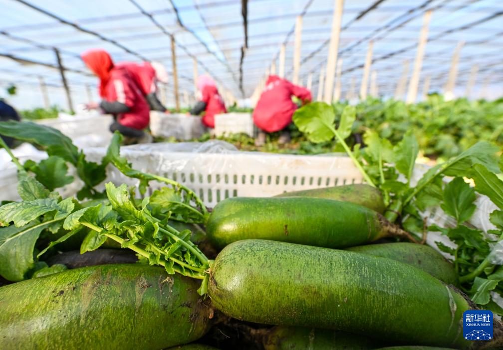 天津:沙窝萝卜迎来丰收季