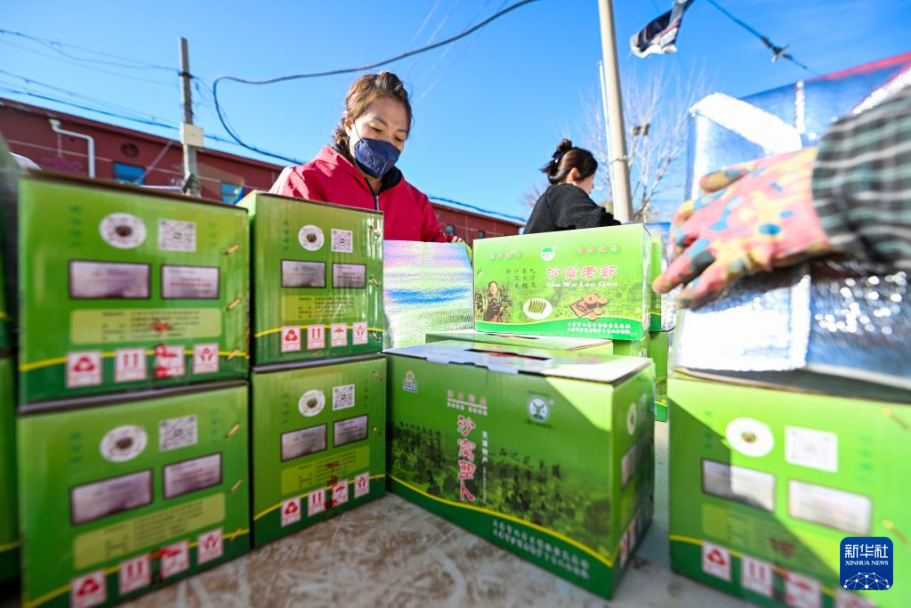 天津:沙窝萝卜迎来丰收季