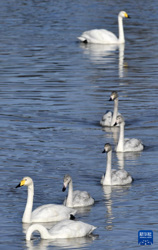 北京密云:迁徙候鸟绘就美好生态画卷