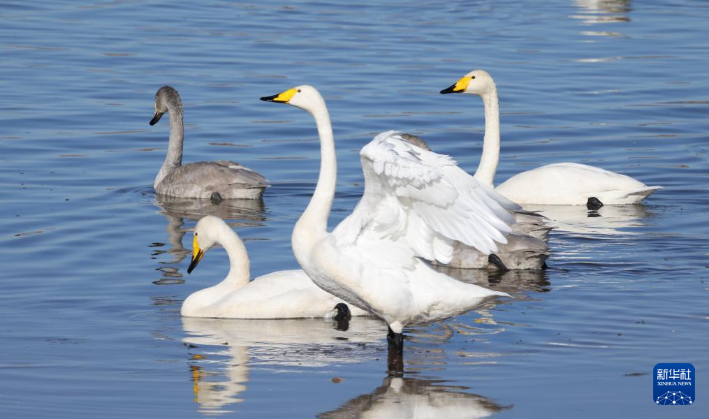 北京密云:迁徙候鸟绘就美好生态画卷