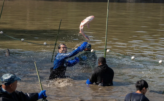 又是别人家的学校！师生一起下湖捕鱼太欢乐！