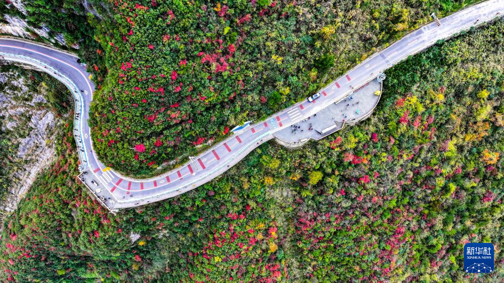 红叶扮靓长江巫峡