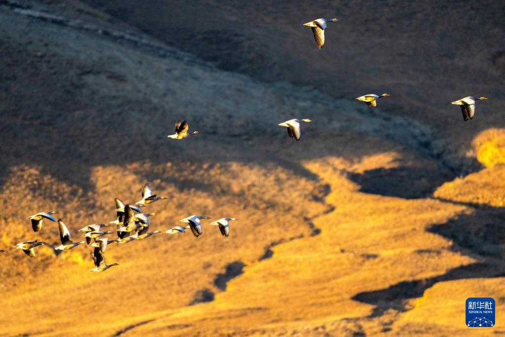 西藏林周迎来大批越冬候鸟
