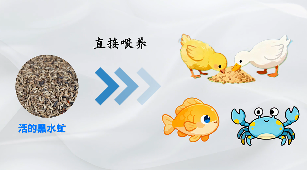 狂炫垃圾，这些小虫子竟是“移动垃圾处理厂”？