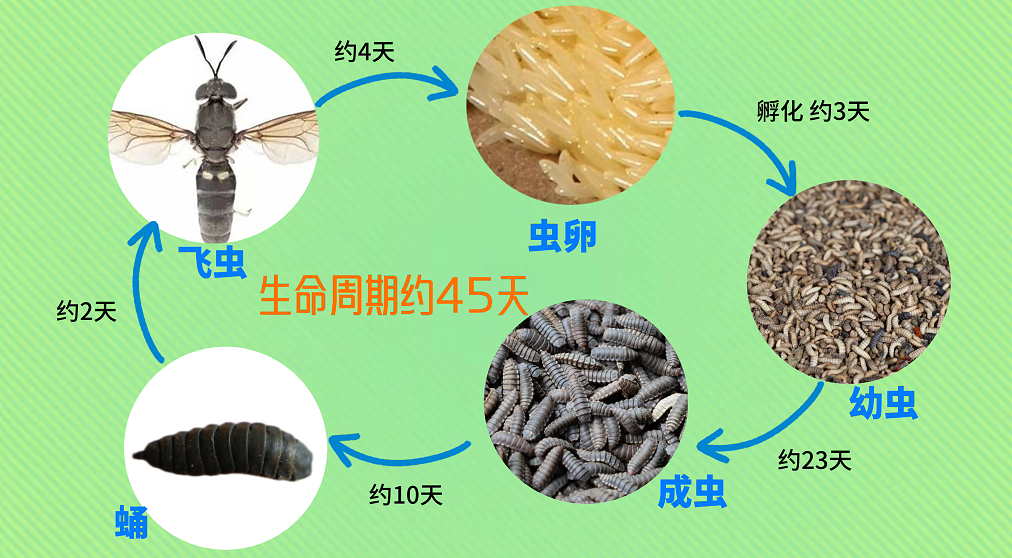 狂炫垃圾，这些小虫子竟是“移动垃圾处理厂”？