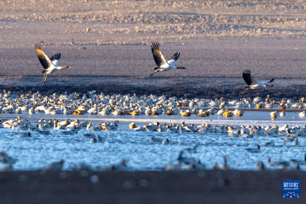 西藏林周迎来大批越冬候鸟