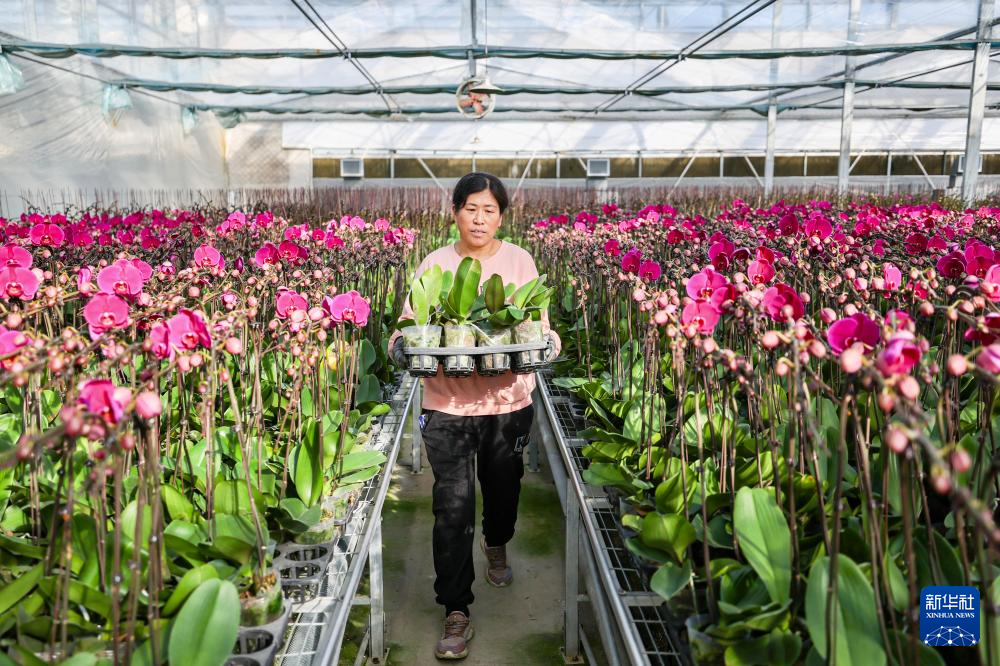 塞上江南 冬日花香