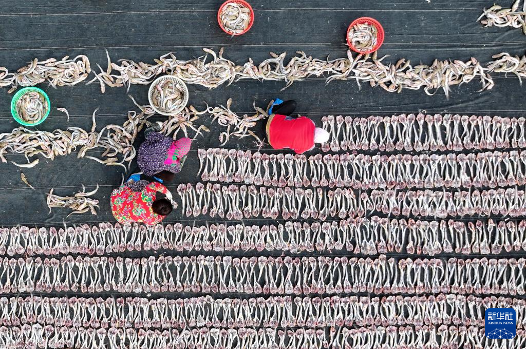 河北唐山:冬日海产品晾晒忙