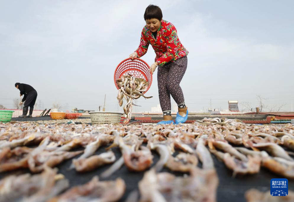 河北唐山:冬日海产品晾晒忙
