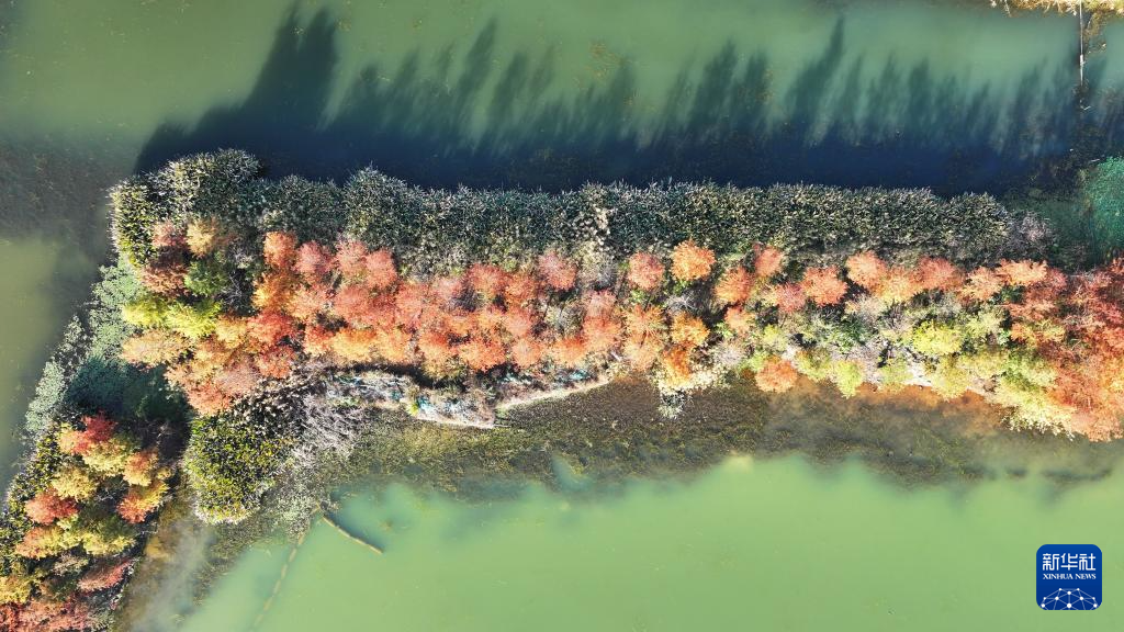 湖南长沙：水杉画卷引客来