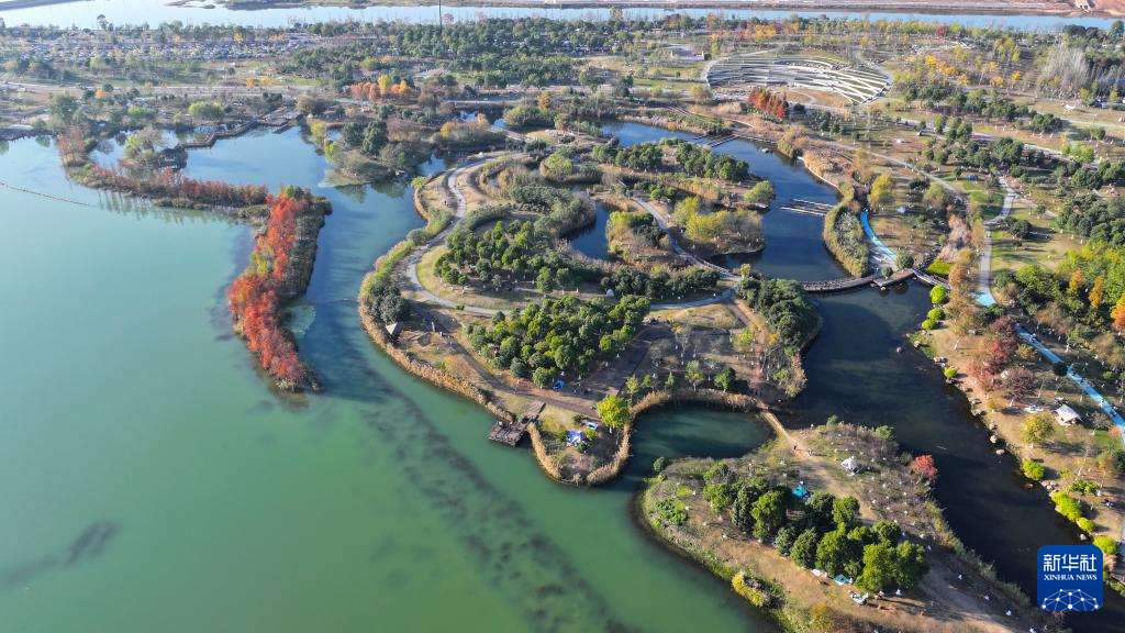 湖南长沙：水杉画卷引客来