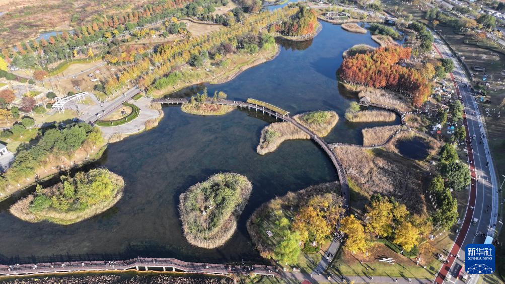 湖南长沙：水杉画卷引客来