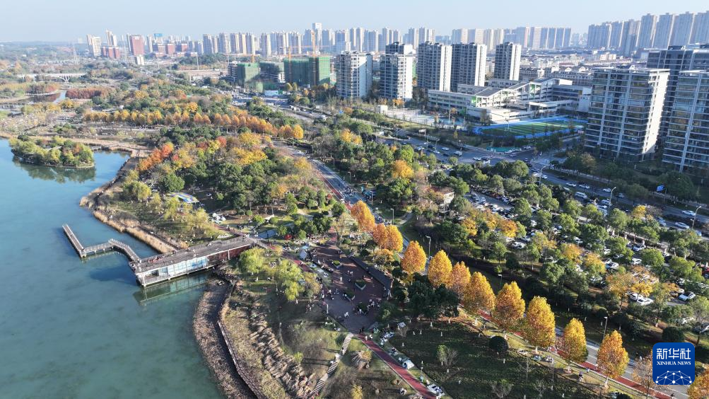 湖南长沙：水杉画卷引客来