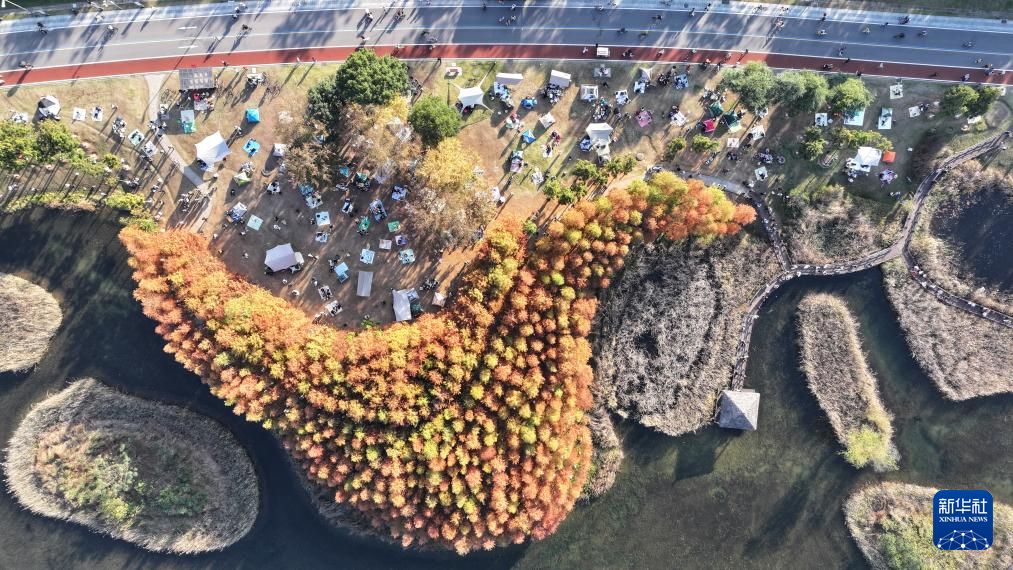 湖南长沙：水杉画卷引客来