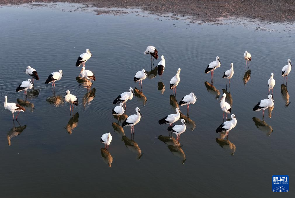 河北丰南：东方白鹳沿海湿地舞蹁跹