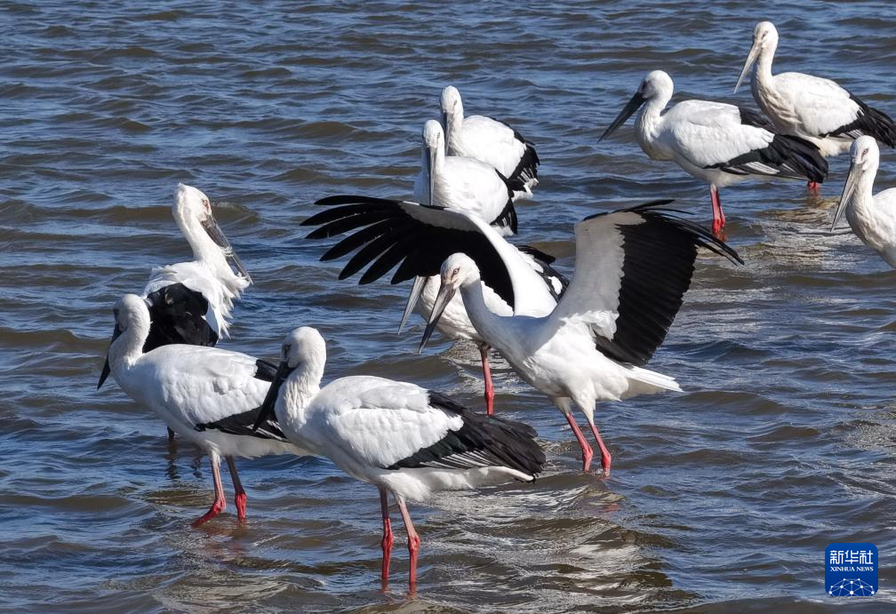河北丰南：东方白鹳沿海湿地舞蹁跹