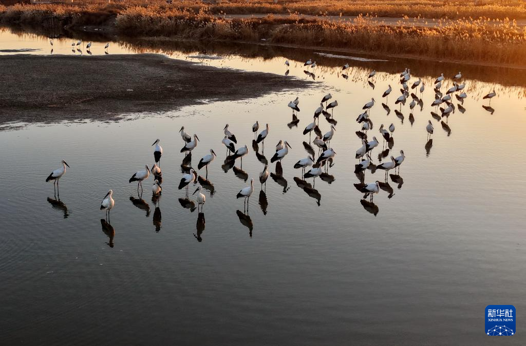 河北丰南：东方白鹳沿海湿地舞蹁跹