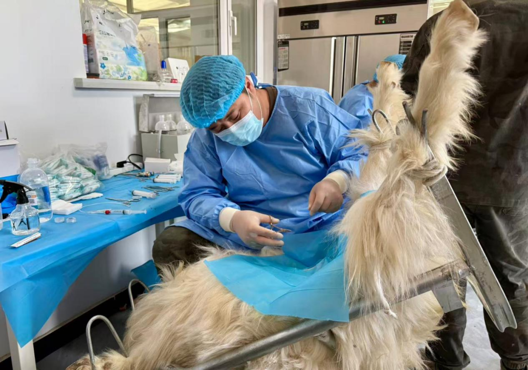 从“靠天养羊”到“科技牧羊”：鄂托克草原上的产业革命