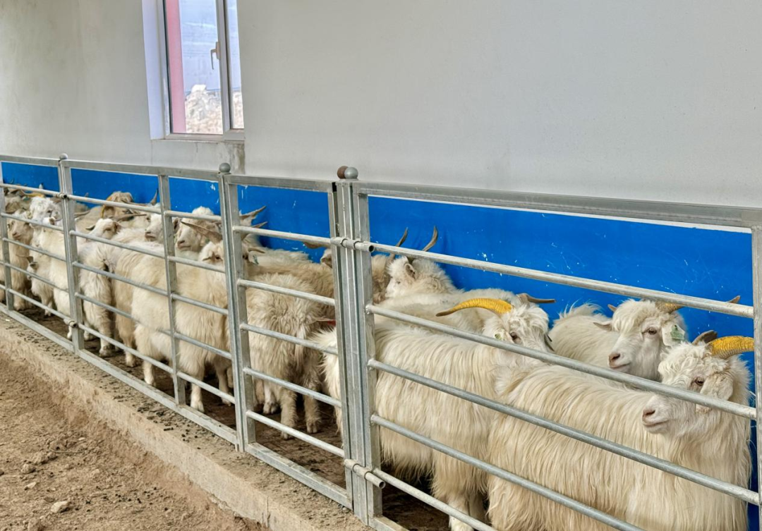 从“靠天养羊”到“科技牧羊”：鄂托克草原上的产业革命