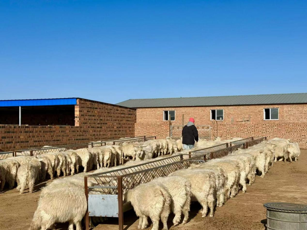 从“靠天养羊”到“科技牧羊”：鄂托克草原上的产业革命