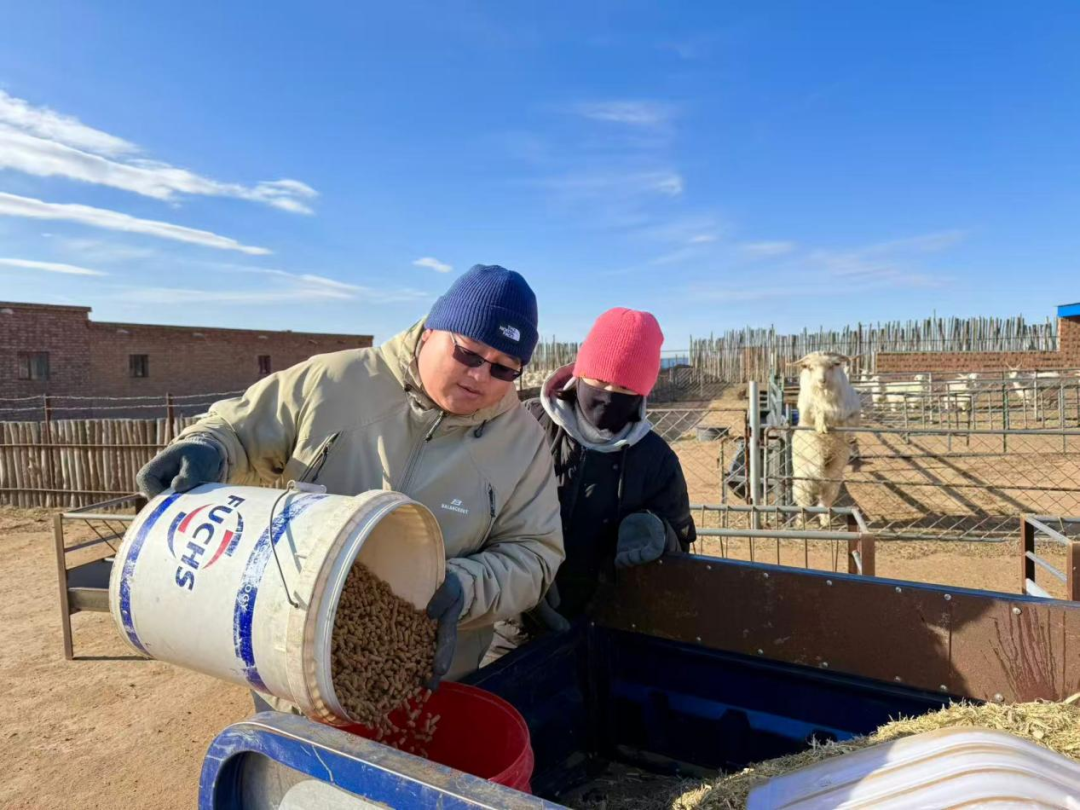 从“靠天养羊”到“科技牧羊”：鄂托克草原上的产业革命