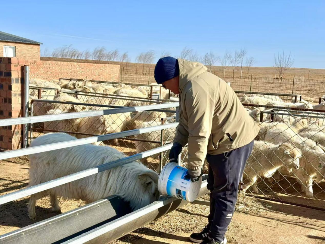 从“靠天养羊”到“科技牧羊”：鄂托克草原上的产业革命