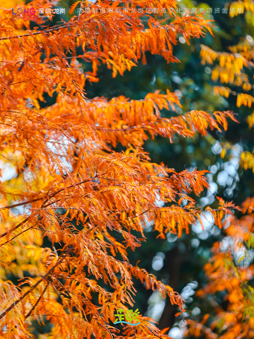 太出片啦！上深圳龙岗最浪漫的「美拉德季」即将到来！