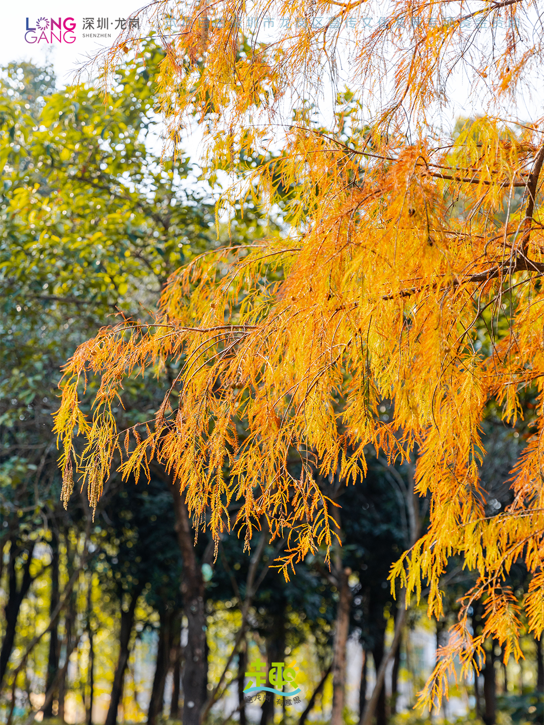太出片啦！上深圳龙岗最浪漫的「美拉德季」即将到来！
