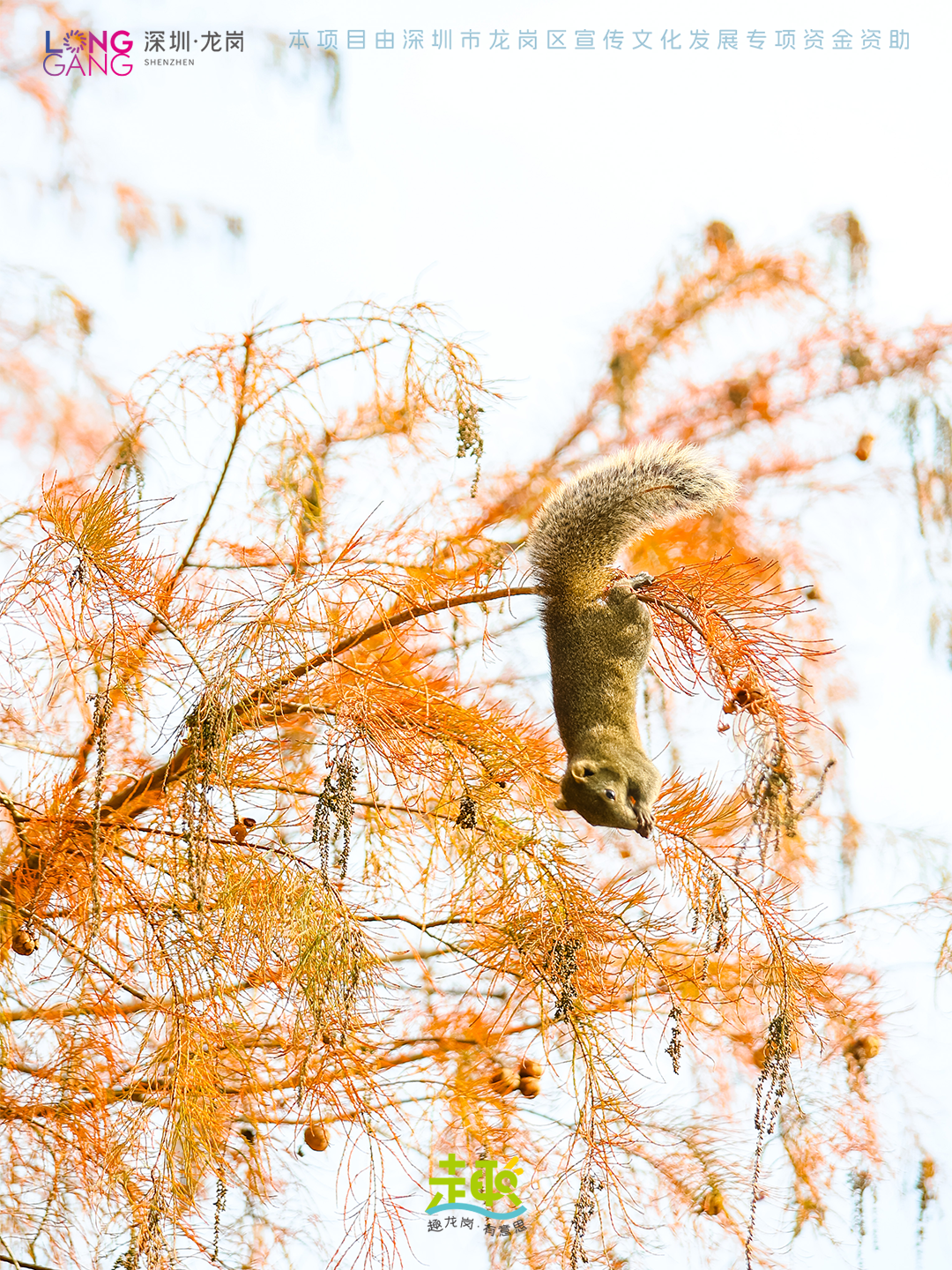 太出片啦！上深圳龙岗最浪漫的「美拉德季」即将到来！