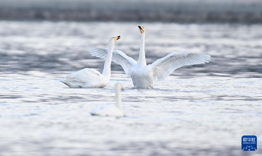 青海化隆：黄河湿地迎来越冬天鹅