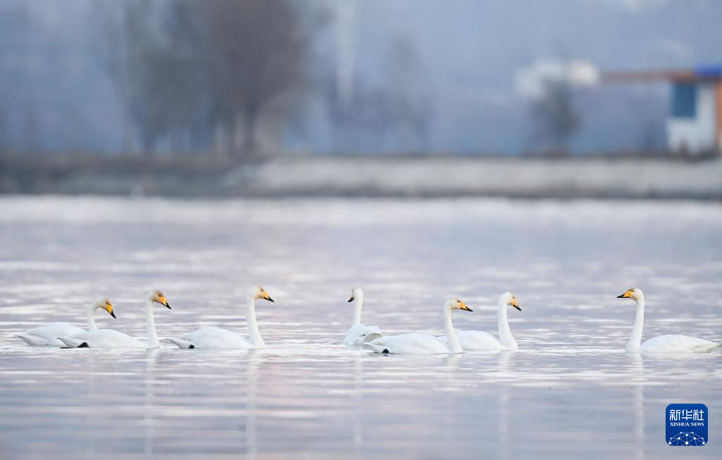 青海化隆：黄河湿地迎来越冬天鹅