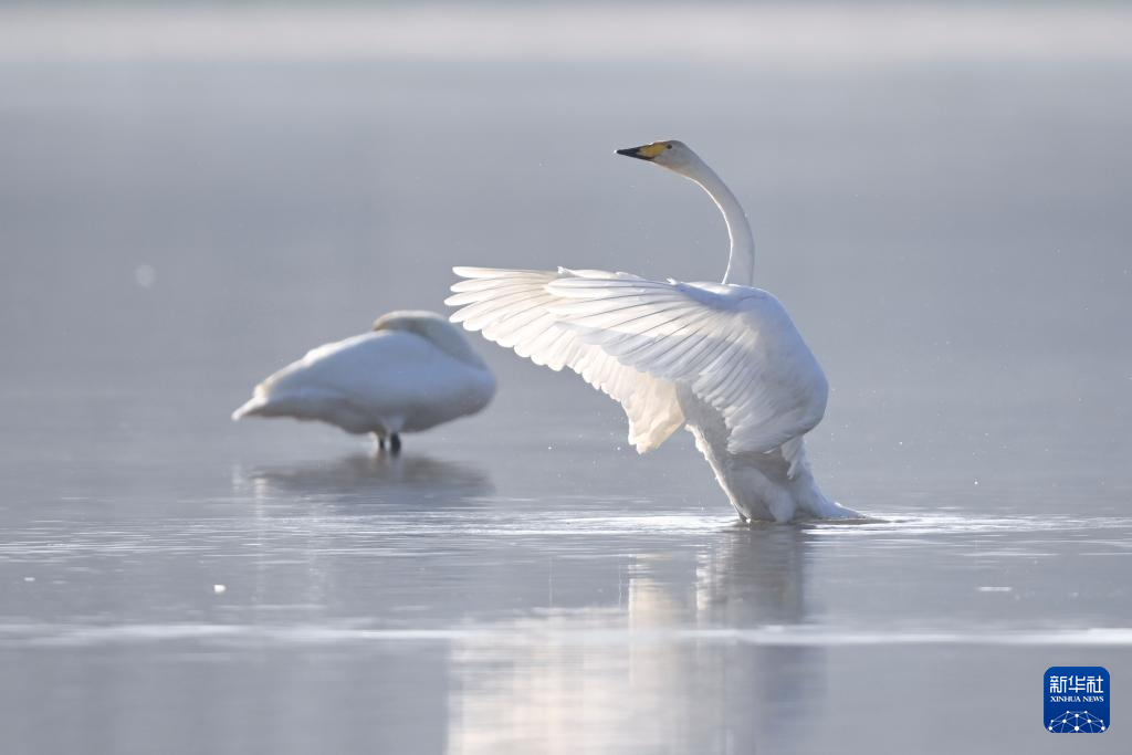 青海化隆：黄河湿地迎来越冬天鹅
