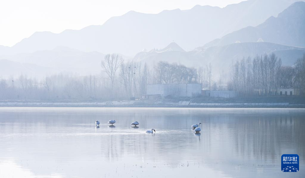 青海化隆：黄河湿地迎来越冬天鹅