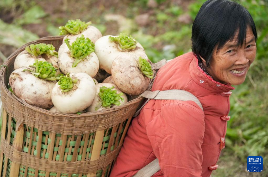 重庆綦江：赶水萝卜迎丰收
