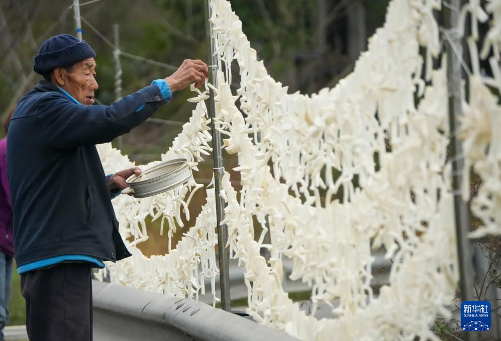 重庆綦江：赶水萝卜迎丰收